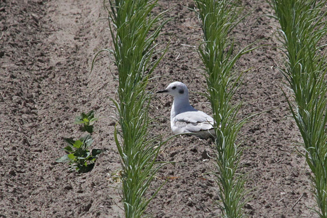 16 juni 2012, kleine kokmeeuw, texel_3