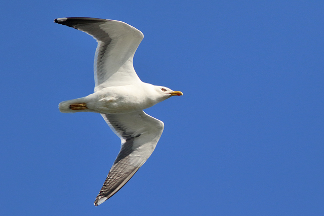 13 mei 2023, Kleine Mantelmeeuw, Eemshaven