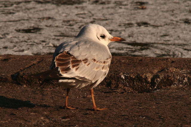 1 februari 2009, Kokmeeuw, Roden