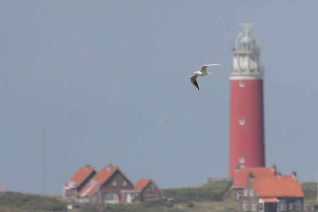 16 juni 2012, Kokmeeuw, texel_4