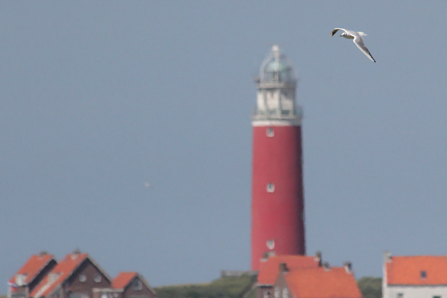 16 juni 2012, Kokmeeuw, texel_5