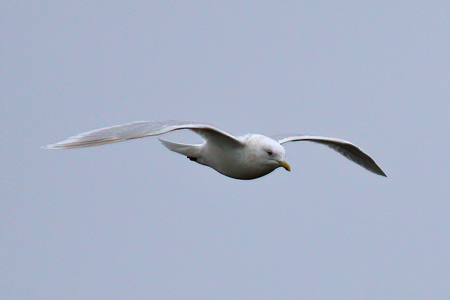 15 maart 2020, Kumliens, Meeuw_Julianadorp_01