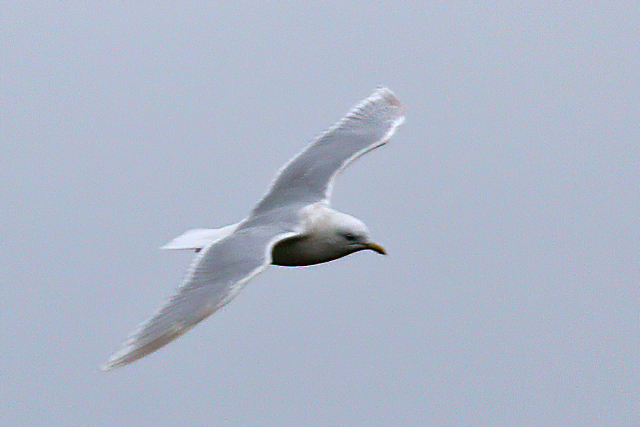 15 maart 2020, Kumliens, Meeuw_Julianadorp_02