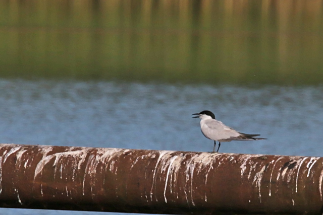 19 juli 2016, Lachstern, Nieuwe Pekela