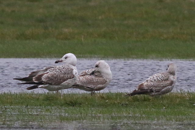 20 maart 2017, Pontische Meeuw, Wijster