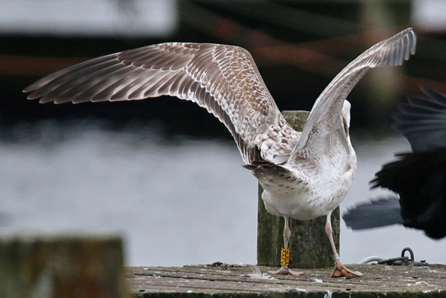 14 januari 2018, Pontische Meeuw (X905), Hoornse Meer_1