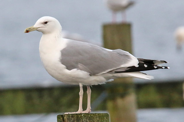 6 januari 2019, Pontische Meeuw, Hoornse Meer