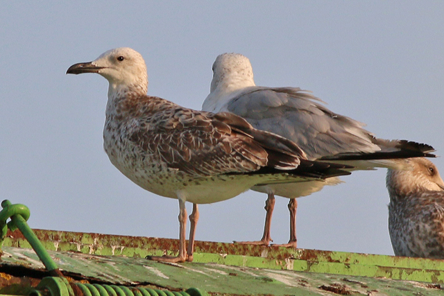 17 september 2020, Pontische Meeuw, VAM Wijster