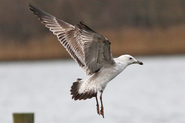 8 maart 2023, Pontische Meeuw, Hoornse Meer