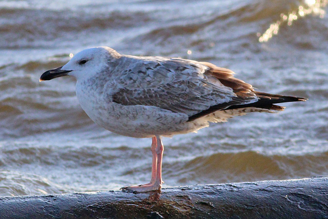 8 januari 2024, Pontische Meeuw, Almere - Blocq van Kuffeler_01