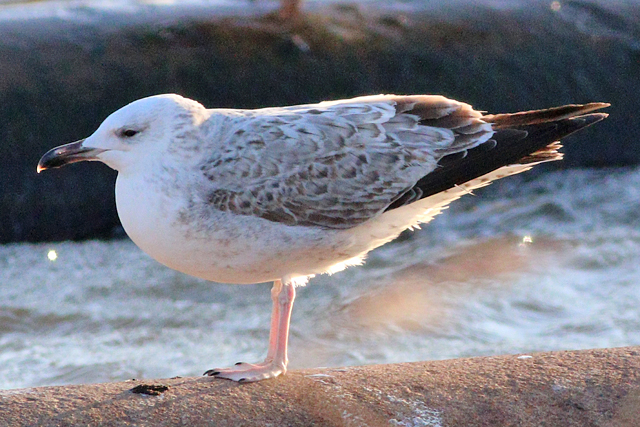 8 januari 2024, Pontische Meeuw, Almere - Blocq van Kuffeler_02
