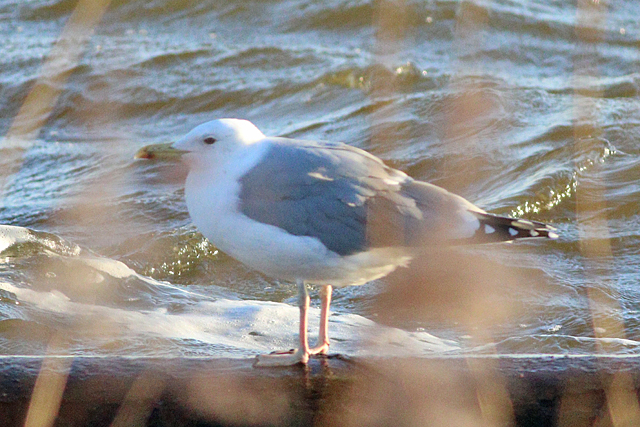 8 januari 2024, Pontische Meeuw, Almere - Blocq van Kuffeler_03