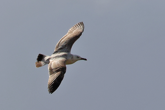 29 maart 2025, Pontische Meeuw, Onnerpolder