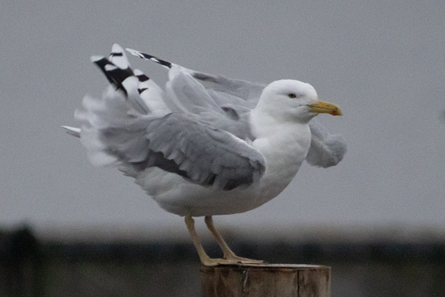 12 december 2025, Pontische Meeuw, 01_Kaap Hoorn