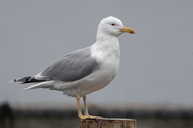 12 december 2025, Pontische Meeuw, 02_Kaap Hoorn