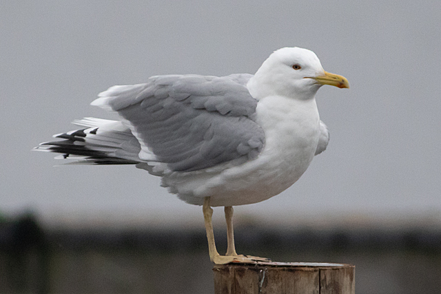 12 december 2025, Pontische Meeuw, 03_Kaap Hoorn