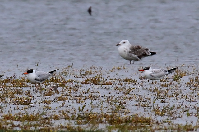 6 september 2015, Reuzensterns, Ezumakeeg