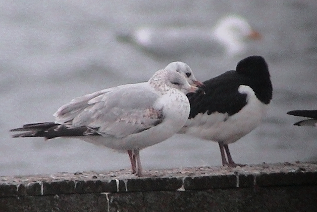 12 maart 2004, Ringsnavelmeeuw, Hoornse-Meer-2