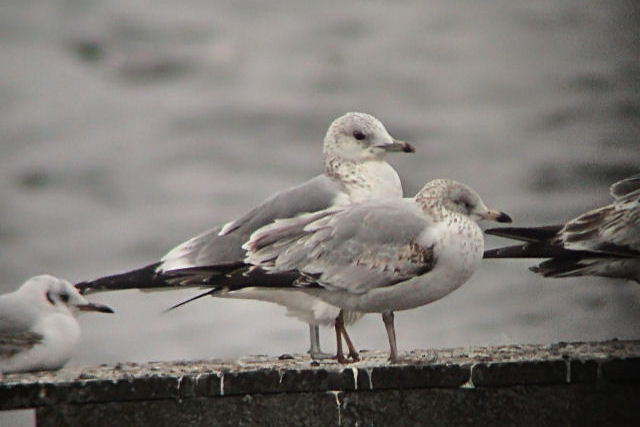 12 maart 2004, Ringsnavelmeeuw, Hoornse-Meer-3