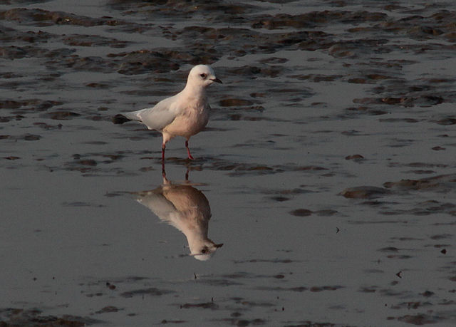 24 april 2011, Ross, Meeuw_numansdorp_2