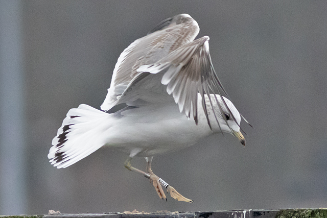 20260125 Russische Stormmeeuw ERVN 06 Groningen Damsterdiep