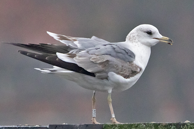 20260125 Russische Stormmeeuw ERVN 07 Groningen Damsterdiep