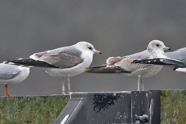 20260125 Russische Stormmeeuw ERVN 08 Groningen Damsterdiep