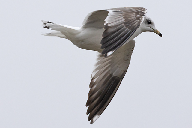 20260125 Russische Stormmeeuw ERVN 09 Groningen Damsterdiep