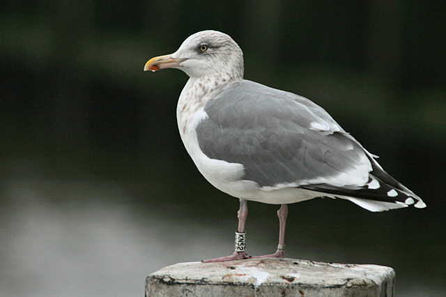 15 december 2017, Zilvermeeuw, Lauwersoog