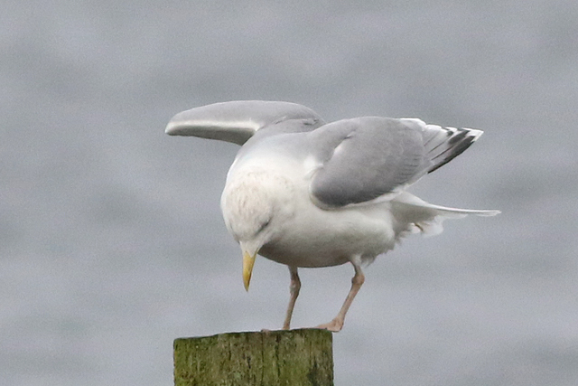 4 januari 2023, Scandinavische Zilvermeeuw, 05_Hoornse Meer