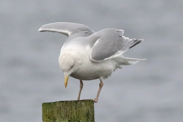4 januari 2023, Scandinavische Zilvermeeuw, 06_Hoornse Meer
