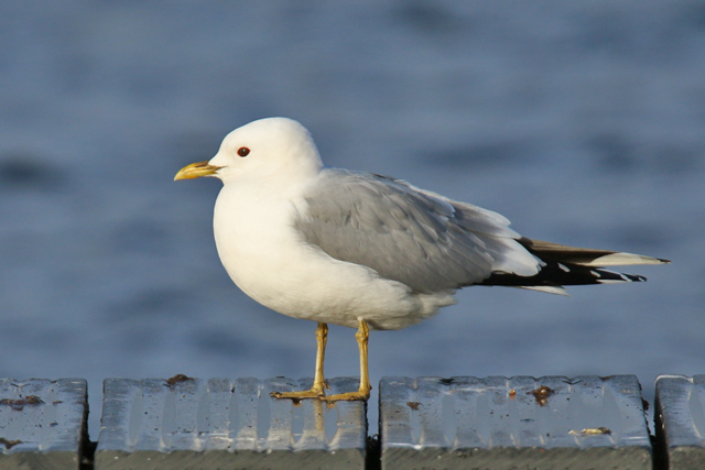 19 februari 2020, Stormmeeuw, Hoornse Plas_01