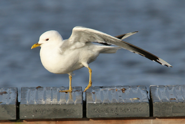 19 februari 2020, Stormmeeuw, Hoornse Plas_02
