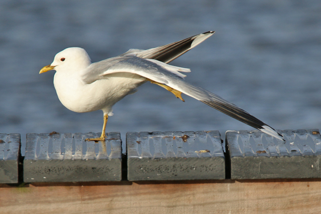 19 februari 2020, Stormmeeuw, Hoornse Plas_03