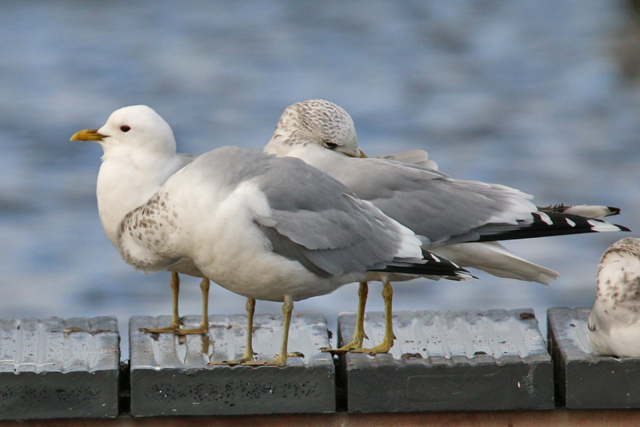 19 februari 2020, Stormmeeuw, Hoornse Plas_04