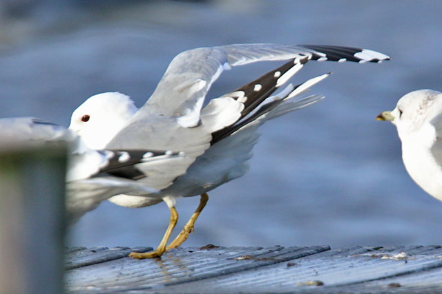 19 februari 2020, Stormmeeuw, Hoornse Plas_05