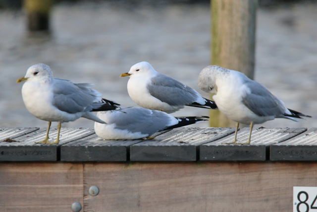 19 februari 2020, Stormmeeuw, Hoornse Plas_06