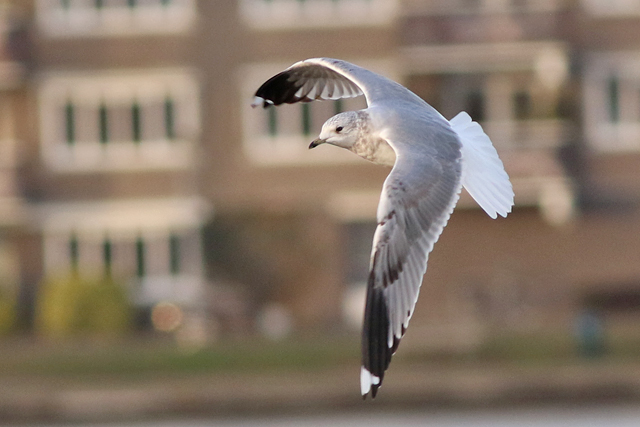 19 februari 2023, Stormmeeuw-canus, Hoornse Meer