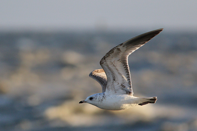 24 november 2023, Stormmeeuw-juv01, Lauwersoog