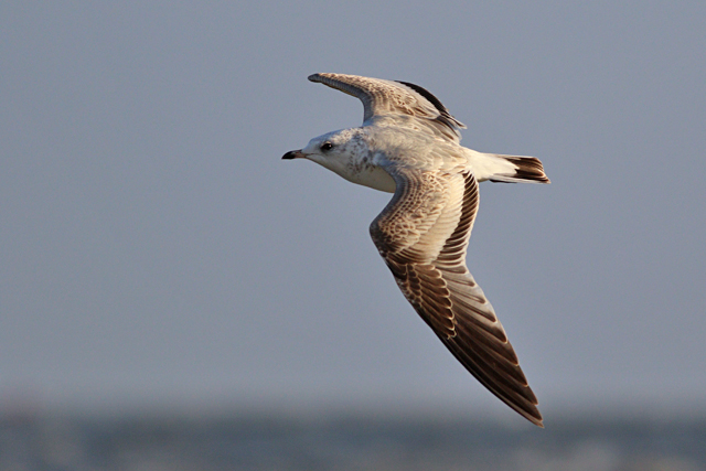 24 november 2023, Stormmeeuw-juv02, Lauwersoog