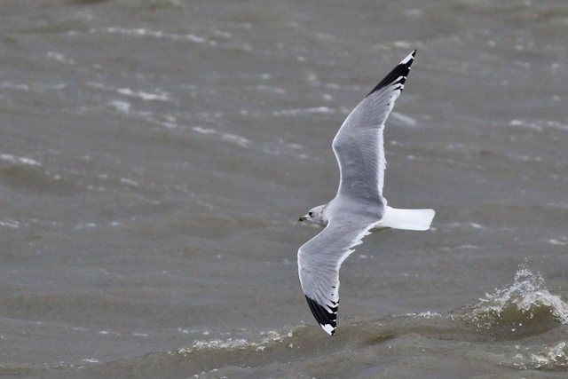 24 november 2023, Stormmeeuw, Lauwersoog