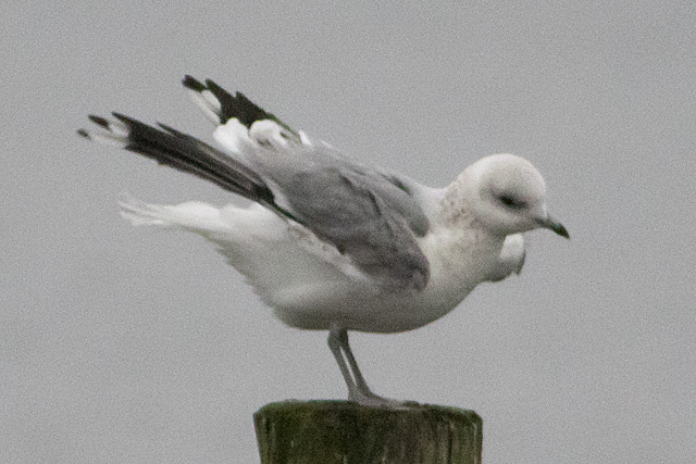 12 december 2025, Stormmeeuw, 02_Kaap Hoorn