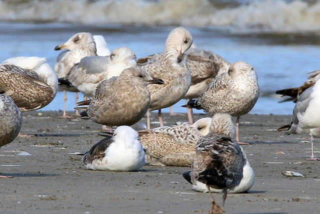 17 april 2015, Thayers Meeuw, Bergen aan Zee_1