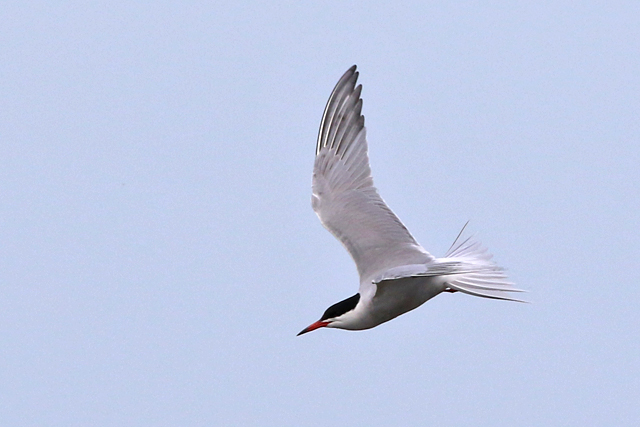 14 mei 2022, Visdief, Onnerpolder