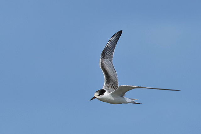 12 september 2025, Visdief, 02_Holwerd