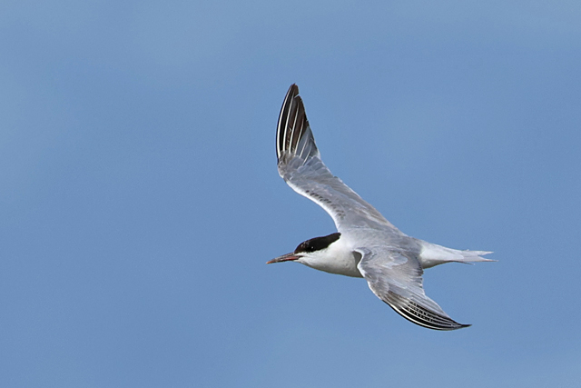 12 september 2025, Visdief, Holwerd