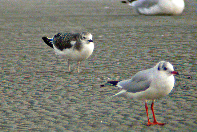 6 oktober 2004, Vorkstaartmeeuw, 2_Eemshaven-sharpen-focus