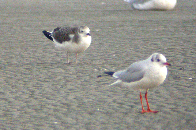 6 oktober 2004, Vorkstaartmeeuw, Eemshaven