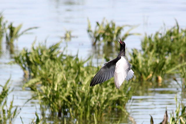 16 mei 2014, Witvleugelstern, Ezumakeeg_1