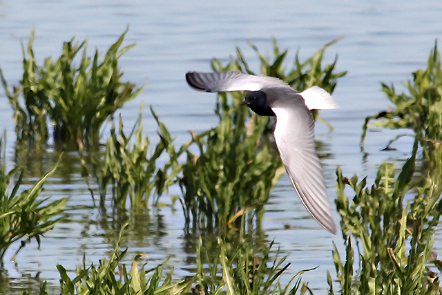 16 mei 2014, Witvleugelstern, Ezumakeeg_3